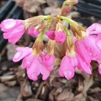Primula rosea